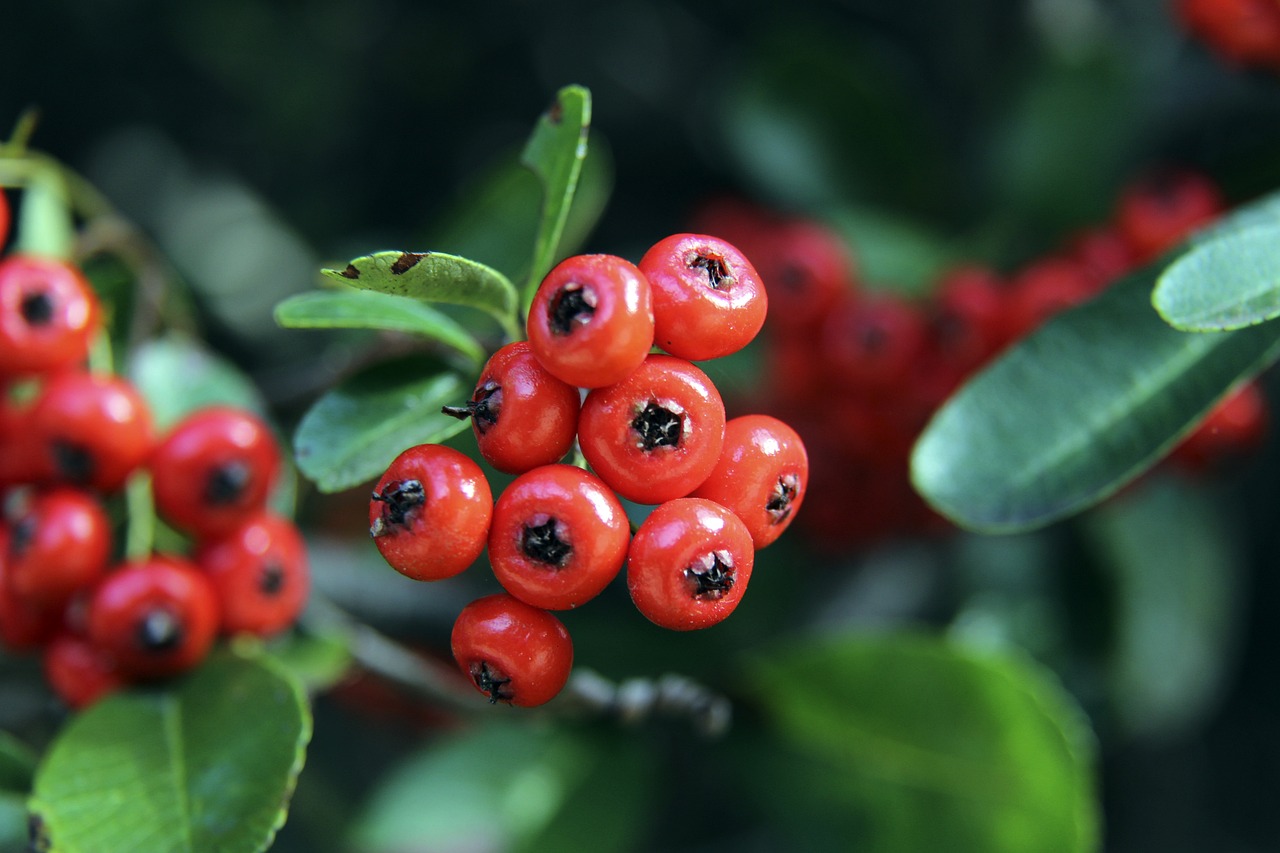 猛龙锁定胜 猛龙锁定胜